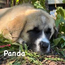 Saint Bernard Cross Puppies - Photo 6