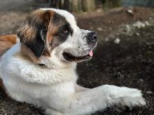Saint Bernard Cross Puppies - Photo 7