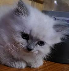 Himalayan kittens 1 chocolate pointed and 1 bluepoint male - Photo 3