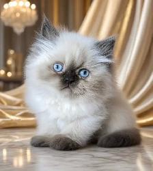Himalayan kittens 1 chocolate pointed and 1 bluepoint male - Photo 4