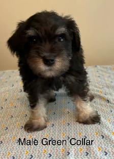 Miniature Schnauzer Puppies