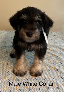 Miniature Schnauzer Puppies - Photo 2