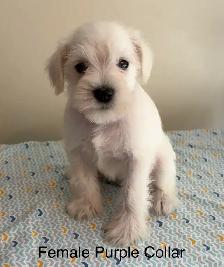 Miniature Schnauzer Puppies - Photo 3