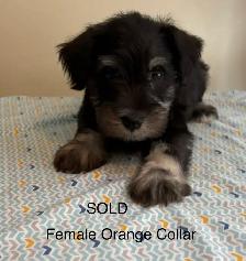 Miniature Schnauzer Puppies - Photo 4