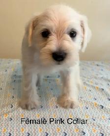 Miniature Schnauzer Puppies - Photo 5