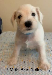 Miniature Schnauzer Puppies - Photo 6