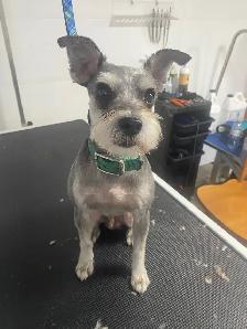 Miniature Schnauzer Puppies - Photo 7