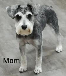 Miniature Schnauzer Puppies - Photo 8