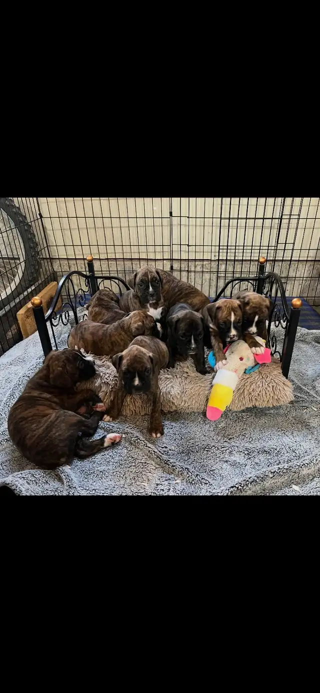 Boxer puppies