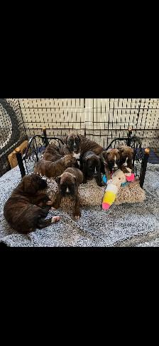 Boxer puppies