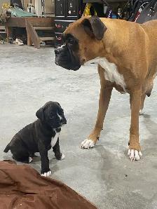 Boxer puppies - Photo 2