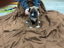 Boxer puppies - Photo 4