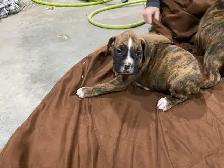 Boxer puppies - Photo 5