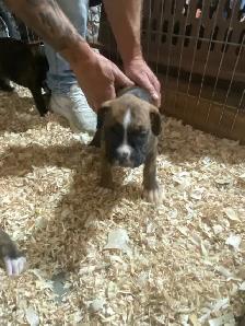 Boxer puppies - Photo 6