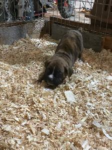 Boxer puppies - Photo 7