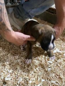 Boxer puppies - Photo 8