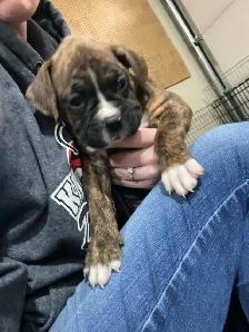 Boxer puppies - Photo 9