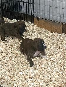 Boxer puppies - Photo 10