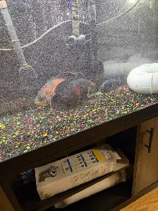125 Gallon aquarium setup and extra supplies - Photo 2