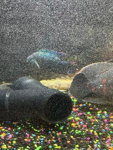 125 Gallon aquarium setup and extra supplies - Photo 3