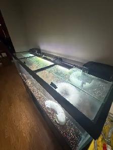125 Gallon aquarium setup and extra supplies - Photo 4
