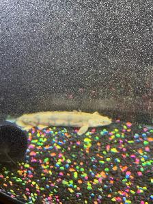 125 Gallon aquarium setup and extra supplies - Photo 5