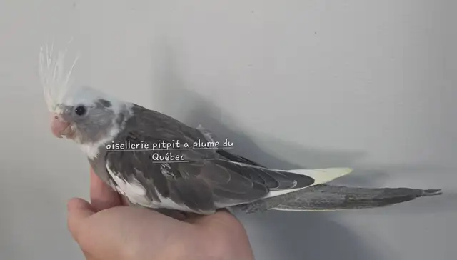 Cockatiel