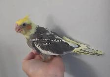 Cockatiel - Photo 2
