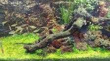 Aquarium, Fish Tank Cleaning and Maintenance Services in GTA - Photo 3