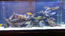 Aquarium, Fish Tank Cleaning and Maintenance Services in GTA - Photo 4