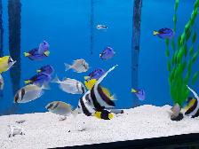 Aquarium, Fish Tank Cleaning and Maintenance Services in GTA - Photo 5