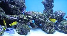 Aquarium, Fish Tank Cleaning and Maintenance Services in GTA - Photo 6