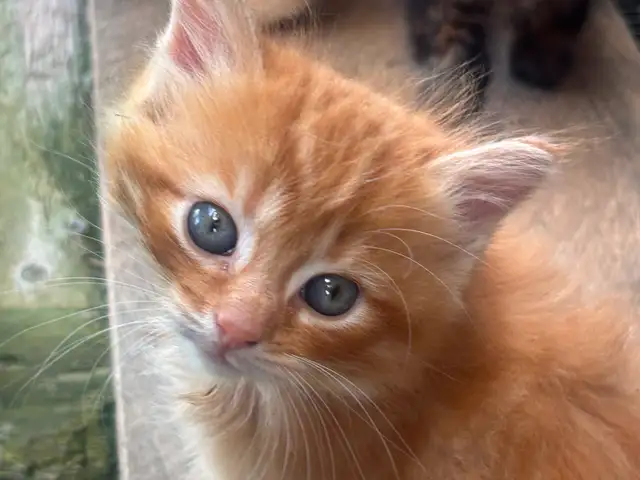 Kittens for sale