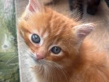 Kittens for sale