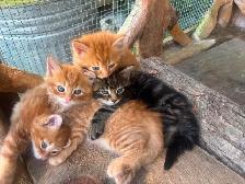 Kittens for sale - Photo 2
