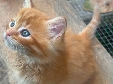 Kittens for sale - Photo 3