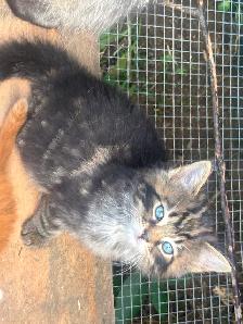 Kittens for sale - Photo 4