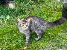 Kittens for sale - Photo 5