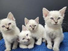 Ragdoll x Siamese Kittens