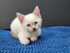 Ragdoll x Siamese Kittens - Photo 2