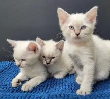 Ragdoll x Siamese Kittens - Photo 3