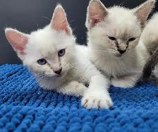 Ragdoll x Siamese Kittens - Photo 4