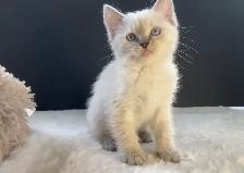Ragdoll x Siamese Kittens - Photo 6