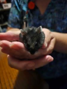 hamster  for sale