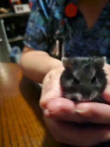 hamster  for sale - Photo 2