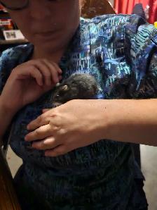 hamster  for sale - Photo 3