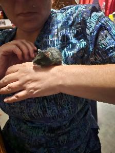 hamster  for sale - Photo 4