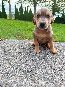Husky x golden retriever puppies ready for homes!