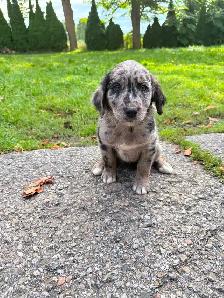 Husky x golden retriever puppies ready for homes! - Photo 2