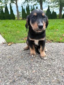 Husky x golden retriever puppies ready for homes! - Photo 3